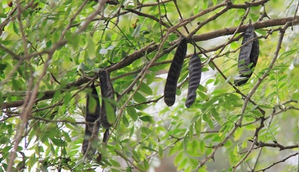Không có ảnh